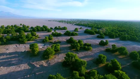 volar sobre pinos en un oasis cerca de la región de san pedro de atacama y el desierto en el norte de chile
