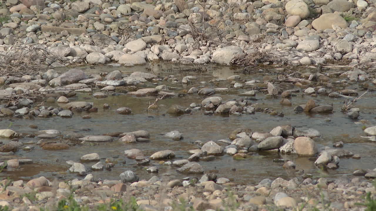 Stream with Rocks and Bird