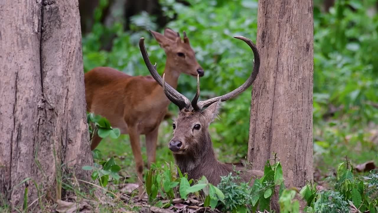 el ciervo del campo es una especie en peligro de extinción debido a la pérdida de hábitat y la caza