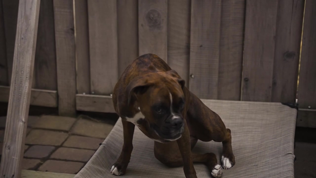 Cute Boxer Dog Playing on its Dog Bed in the Backyard