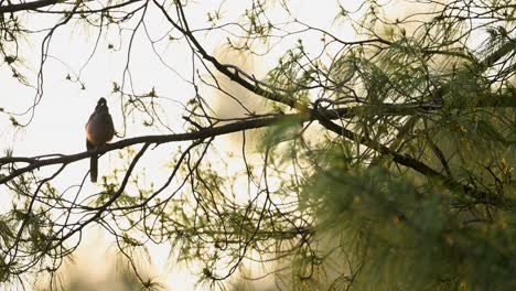 a captivating footage of a black-headed jay bird , perched gracefully on a branch of a tree against a soft, light-toned background.