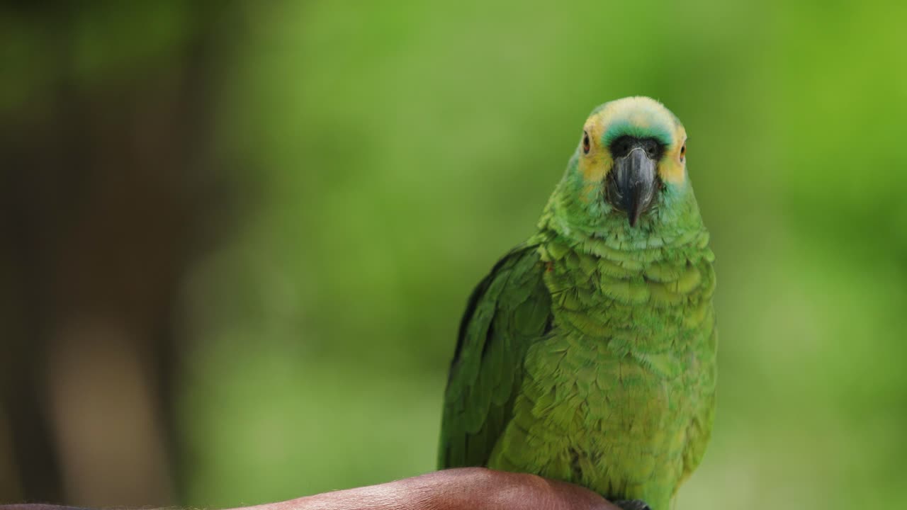 imágenes de 4k de un pequeño loro verde y amarillo posado en una rama