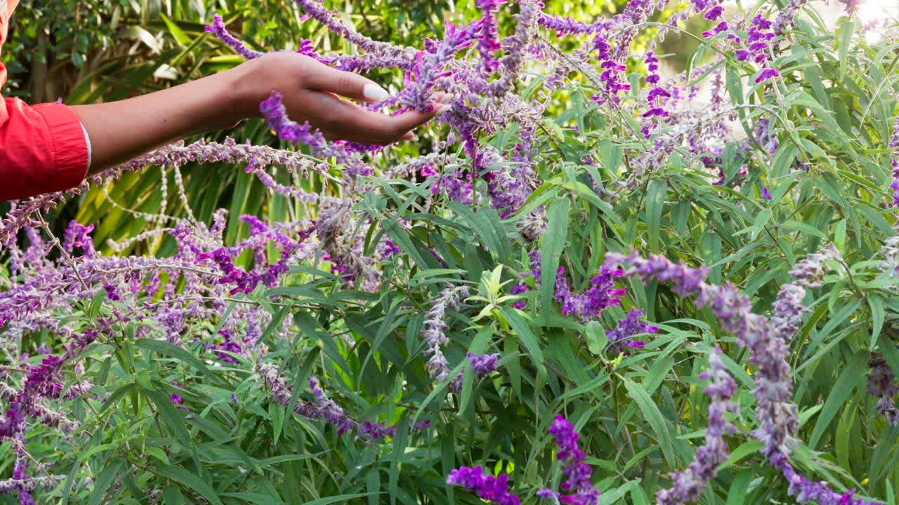 manos, flores de lavanda y jardín natural para el zen