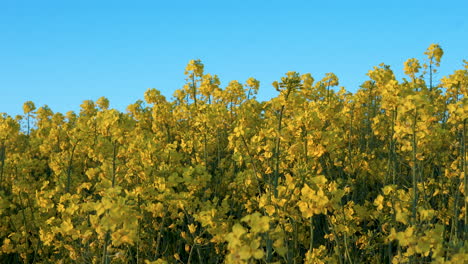 Primer-Plano-De-La-Colza-Floreciente-En-Verano-Contra-El-Cielo-Azul