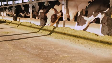 Slow-motion-footage-of-cows-eating-in-barn