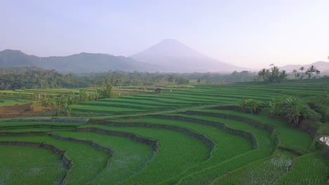 hermosos campos de arroz verde en terrazas