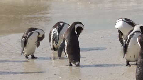 grupo de tres pingüinos africanos secándose y limpiándose en la arena de la playa de boulders, península de cabo, sudáfrica