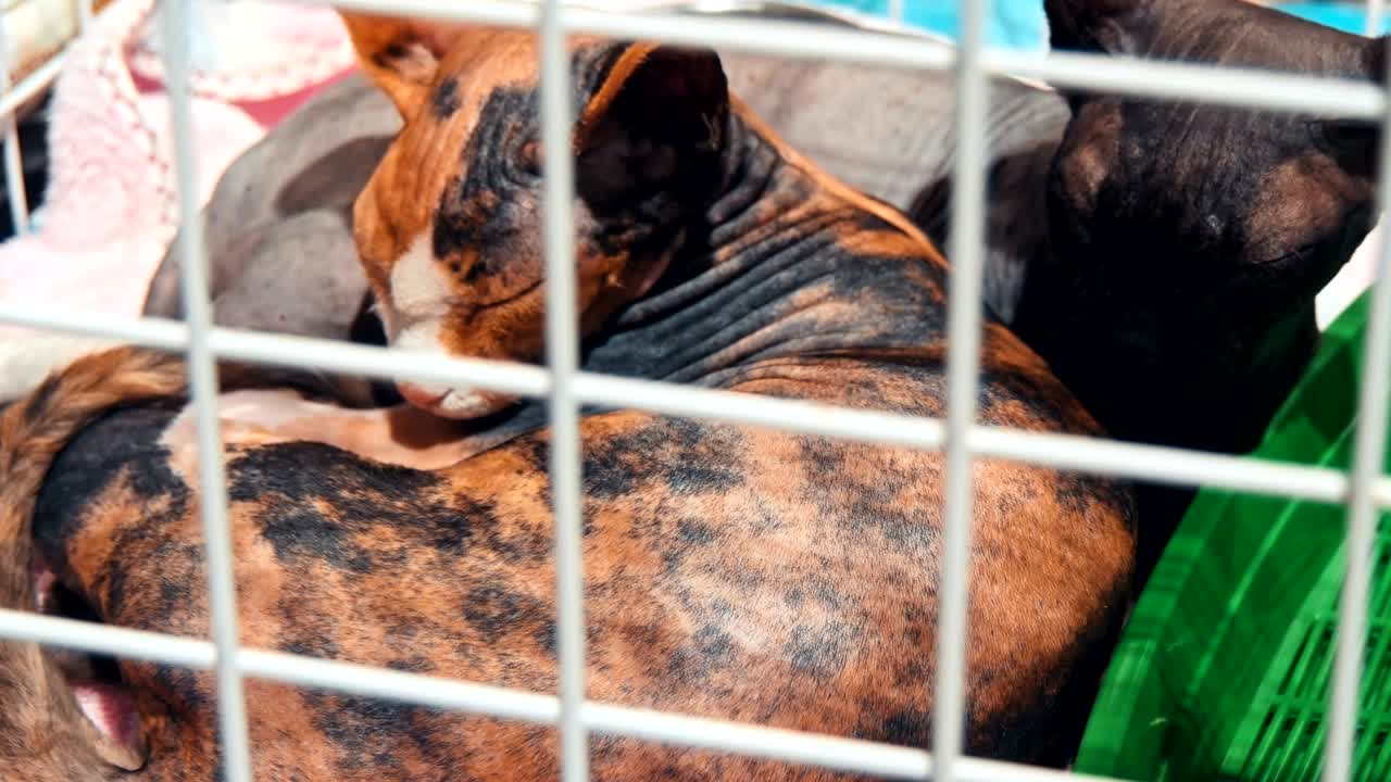 애완동물 운반기 안에 있는 고양이