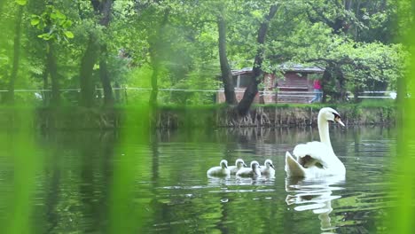 pequeños cisnes nadando con su madre en el lago del parque