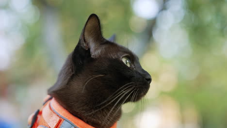 black short-haired cat in orange harness close up. head of a domestic feline looking around. blurred backdrop.