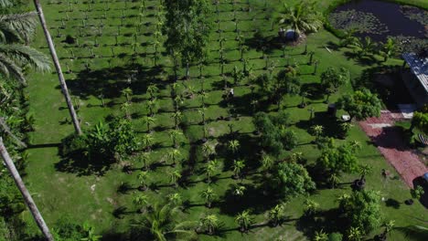 Aerial-tilt-reveal-of-a-dragon-fruit-farm-on-the-Caribbean-island-of-Trinidad