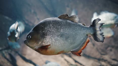 a large piranha swimming and looking for prey in crystal clear water