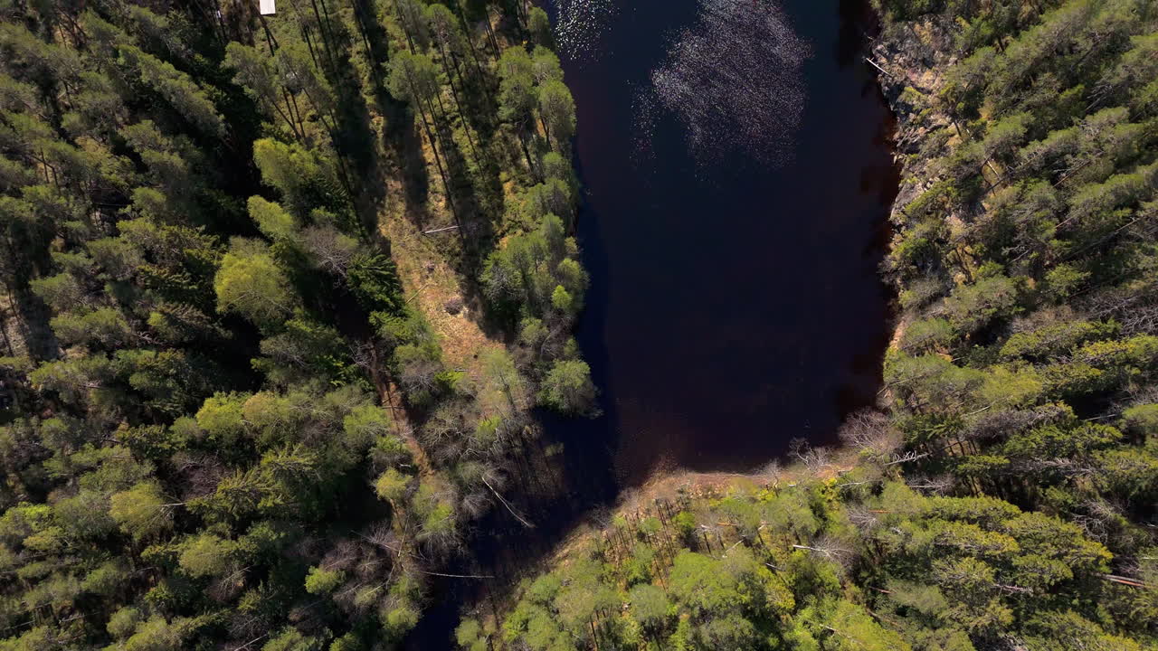 Beginning of a river in Helvetinjärvi national park, Finland. Drone flight camera tilting and showing large spruce forest.