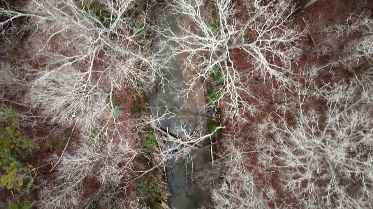 Sawney's Creek meandering birdseye in winter