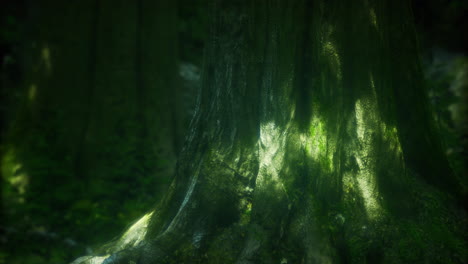 majestic forest tree trunk with sunlight filtering through foliage