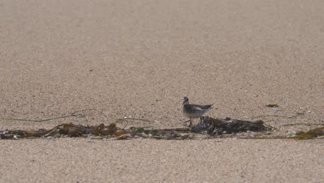 Rothalsiges-Phalarope