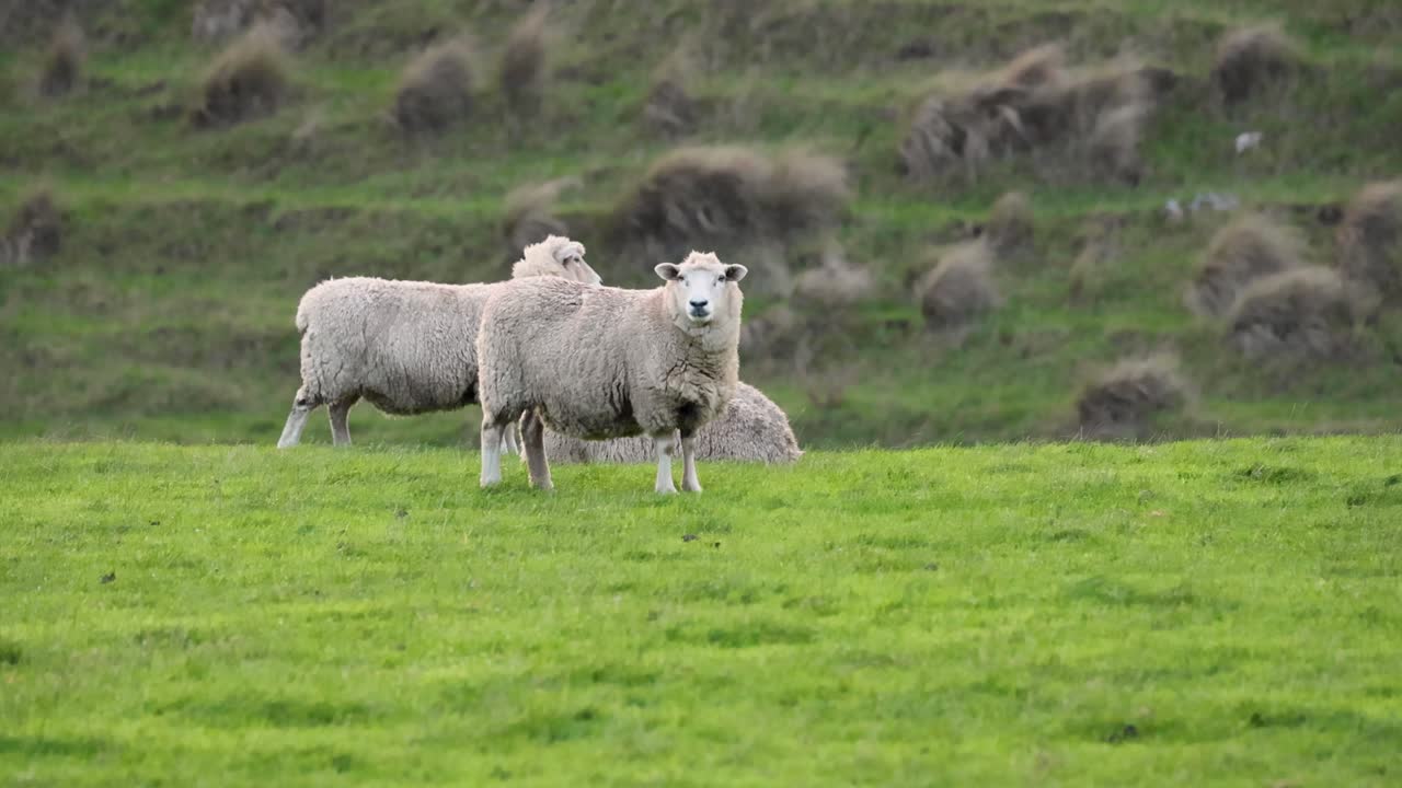 ovejas de pie y pastando en un campo verde