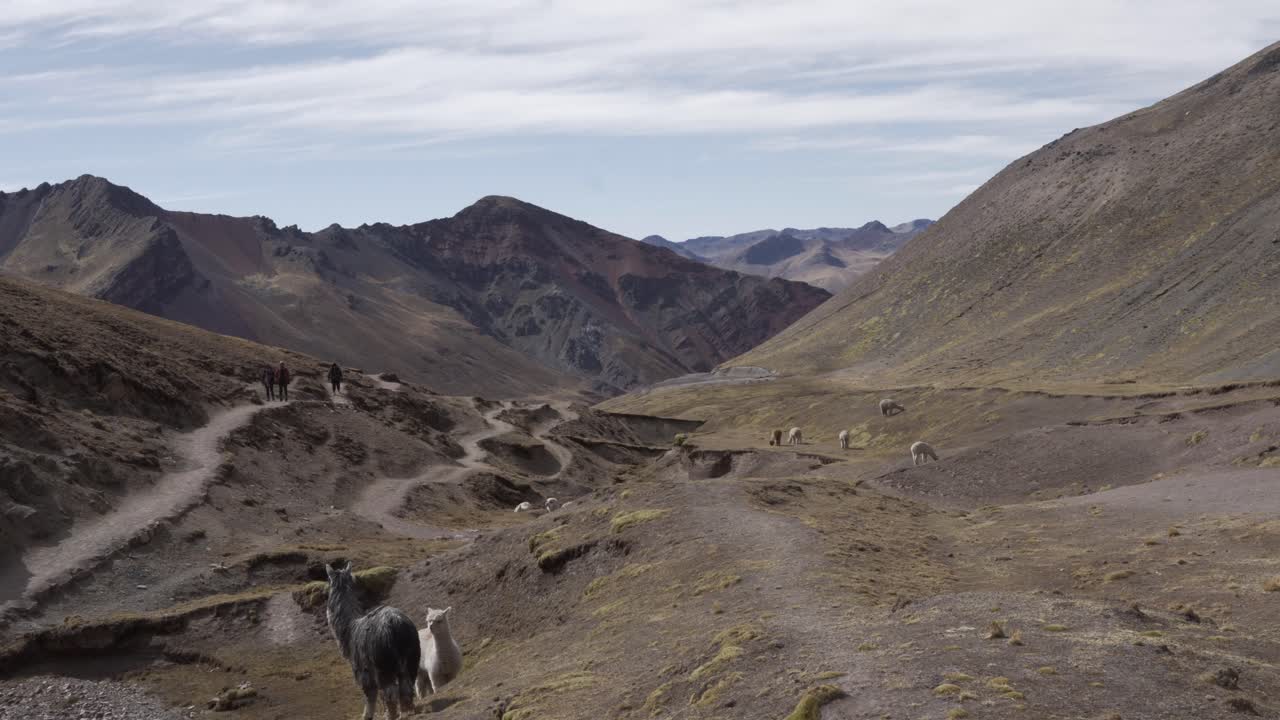 Vinicunca mountain valley Peru with llamas South America nature landscape high altitude alpine
