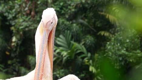 close-up of a great white pelican