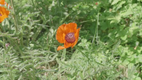 a bee pollinating and collecting nectar from a blooming orange poppy