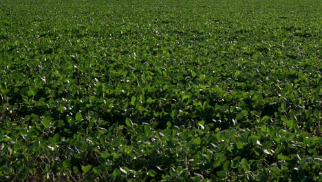 campo de soja en cámara lenta en una ventosa tarde de verano