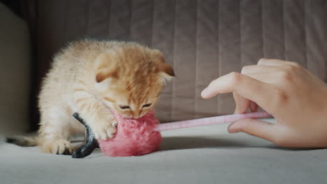 the owner plays with a pet - a cute red kitten