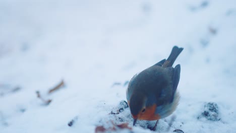 pájaro petirrojo hambriento en la nieve saltando arriba y abajo