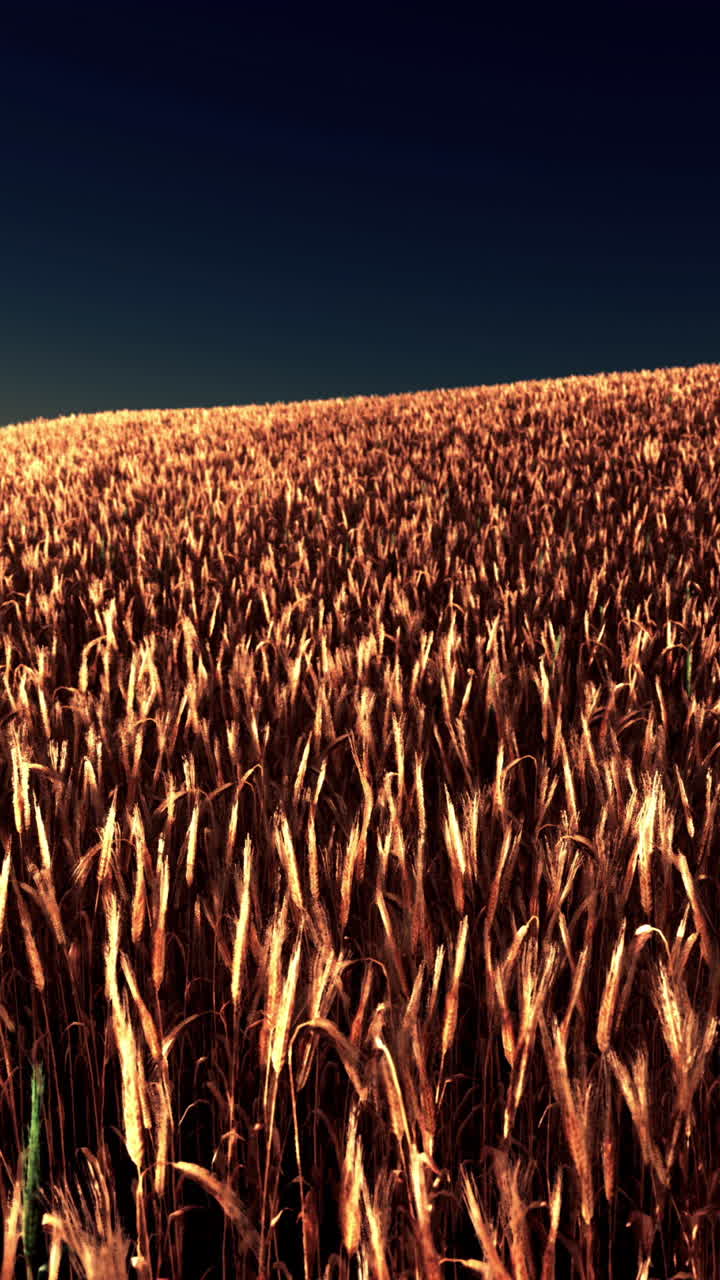 el campo de trigo dorado al atardecer