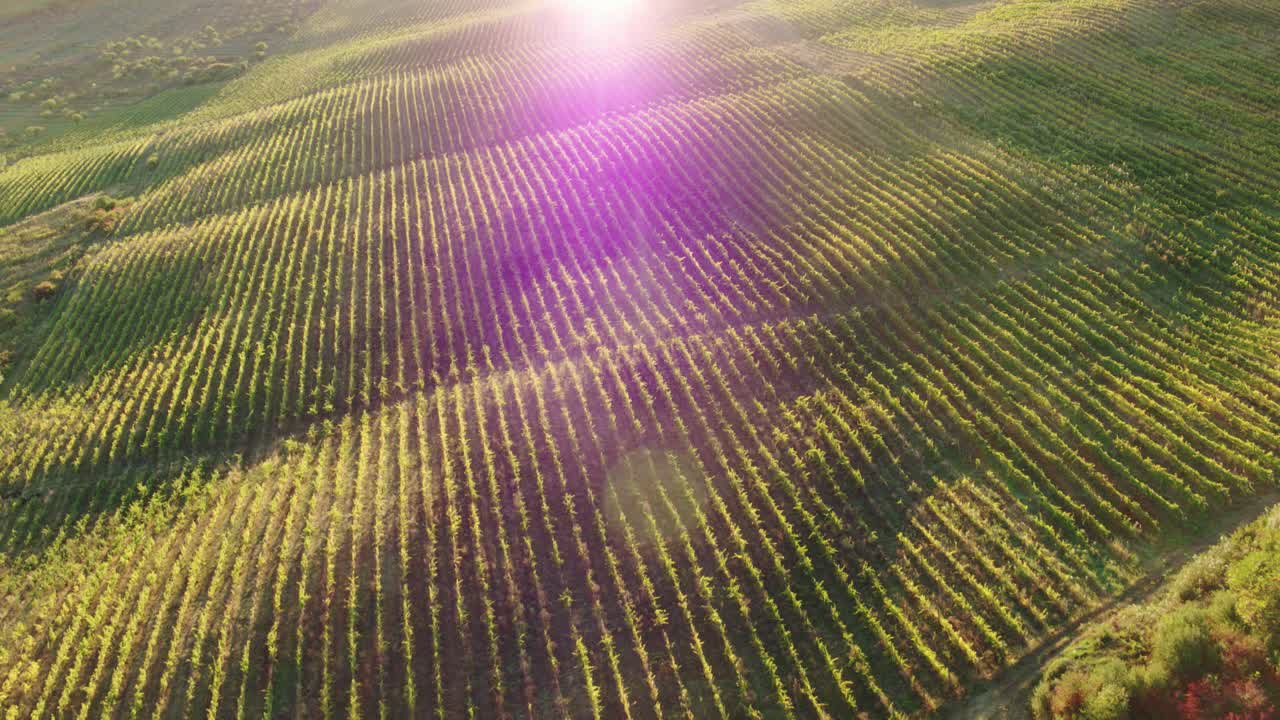 Aerial Shot Vineyard Rows and Autumn Forest Hillside with Golden Sunlight