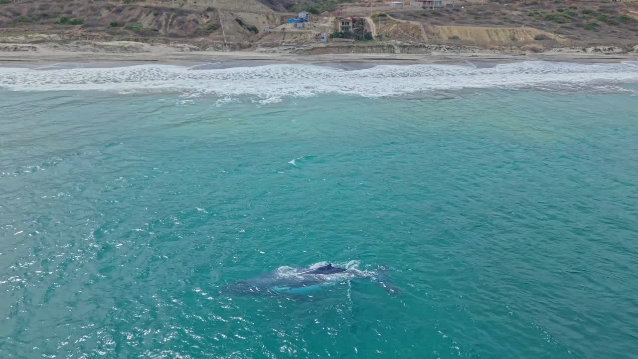Rare footage of Humpback whale mother and newborn calf extremely close to the shore swimming in very shallow water of the sandy beach coast in pacific ocean, Ecuador