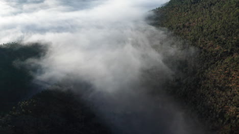 misty clouds rolling over a dense forest at dawn, aerial view