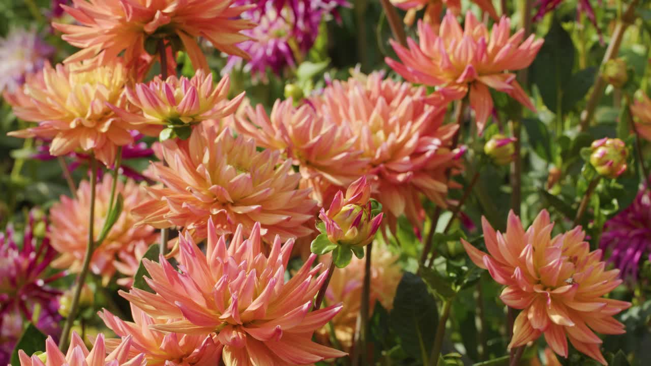 Vivid orange dahlia flowers gently swaying outdoors, captured in natural sunlight with minimal camera movement