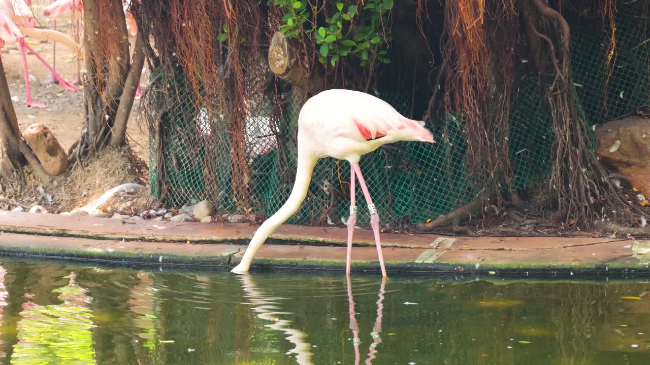 플라밍고가 조용한 연못에서 먹이를 찾습니다.