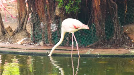 el flamenco busca comida en un estanque sereno