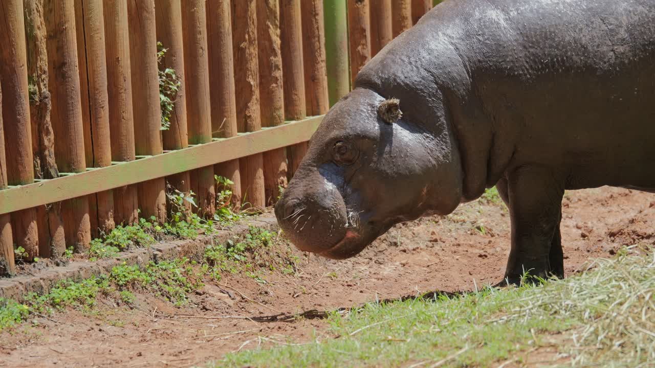 Pygmy Hippo walking peacefully at a wildlife sanctuary, shows sharp teeth
