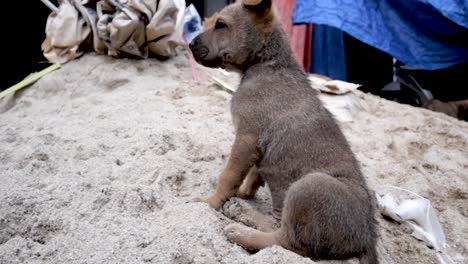 Puppies-playing-and-digging-through-trash-for-food,-along-side-the-street-in-northern-Vietnam