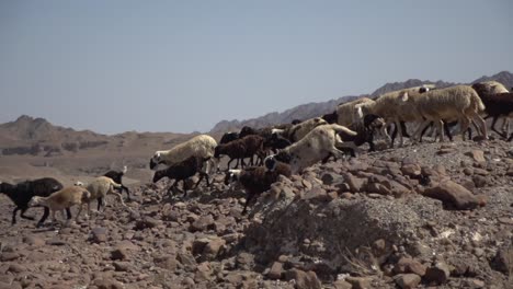 Shepherd's-Flock-of-Goats-in-Herd-in-Middle-Eastern-Desert