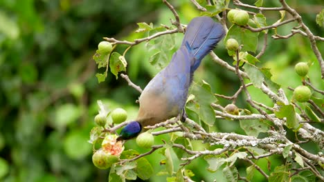 Zeitlupe,-Nahaufnahme-Von-Turacos-Mit-Lila-Haube-Oder-Loerie,-Die-Sich-In-Einem-Feigenbaum-Ernähren