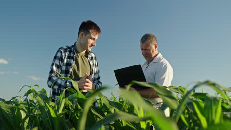 farmers discussing cornfield management