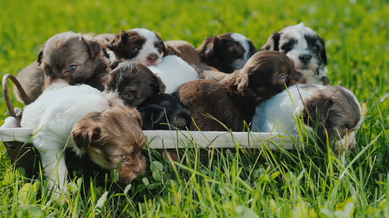 행복의 바구니 - 무성한 녹색 잔디밭에 있는 작은 강아지들