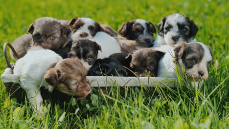 basket of happiness - little puppies on a lush green lawn