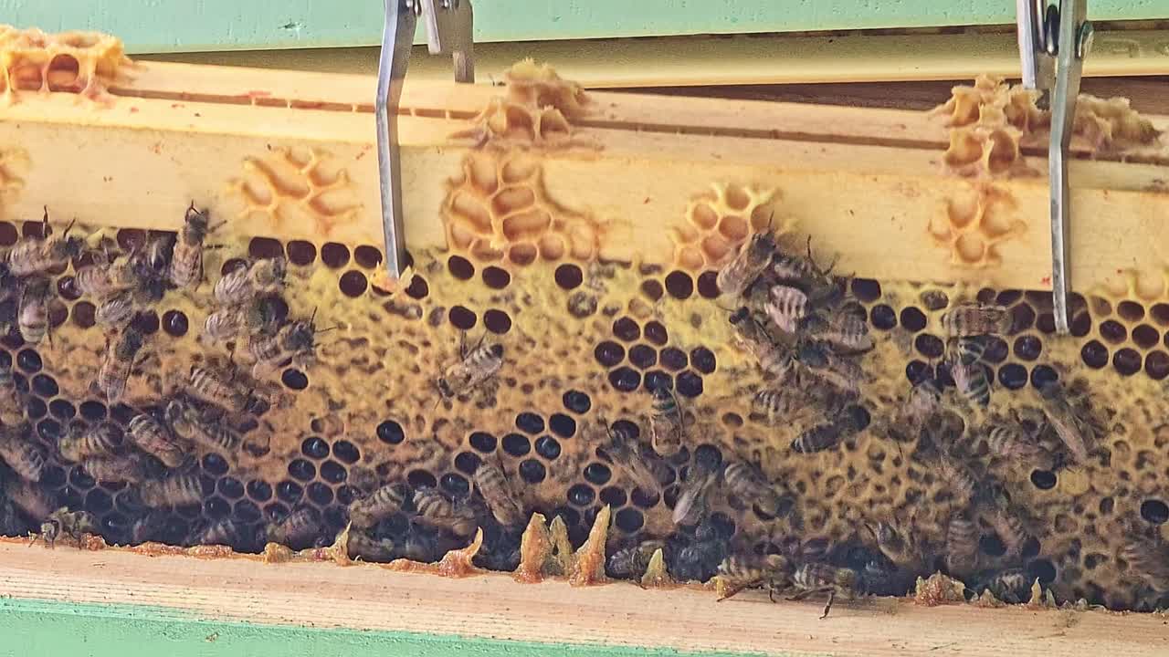 Close-up shot of a beekeeper removing a honeycomb frame filled with bees and honey using beekeeping tools