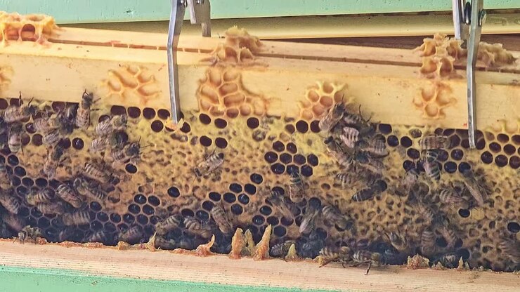 Close-up shot of a beekeeper removing a honeycomb frame filled with bees and honey using beekeeping tools