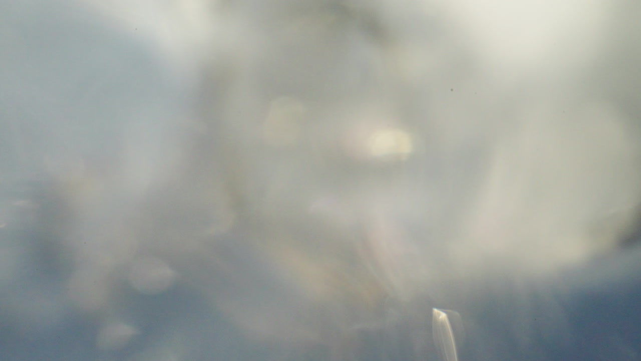 Watering Blossoms in Spring