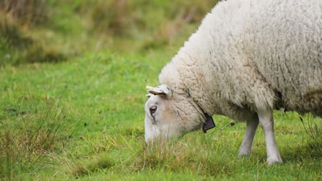 una oveja lanuda pastando en el exuberante campo verde