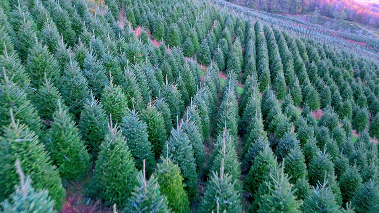 노스캐롤라이나주 애쉬 카운티 NC에 있는 프레이저 전나무 크리스마스 트리 위로 항공 푸시 오버