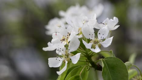 close-up of pear blossoms with dew drops