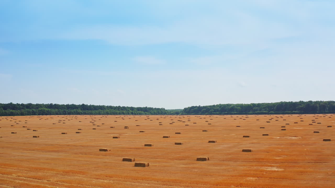 Flying above the cut wheat field with multiple hay bales on. Huge yellow plantation limited by the green forest. Blue sky backdrop.