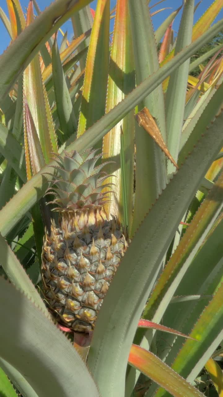 Close-up of a Ripe Pineapple Growing on a Tropical Farm