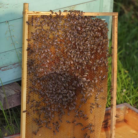 hands of man shows a wooden frame with honeycombs on the background of green grass in the garden